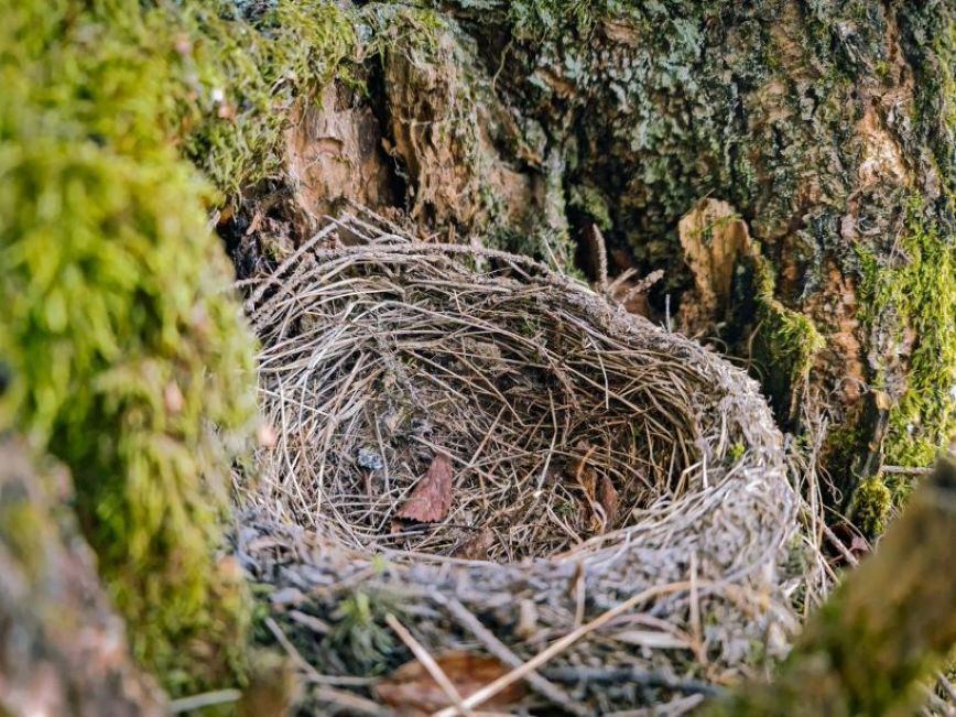 An empty nest.